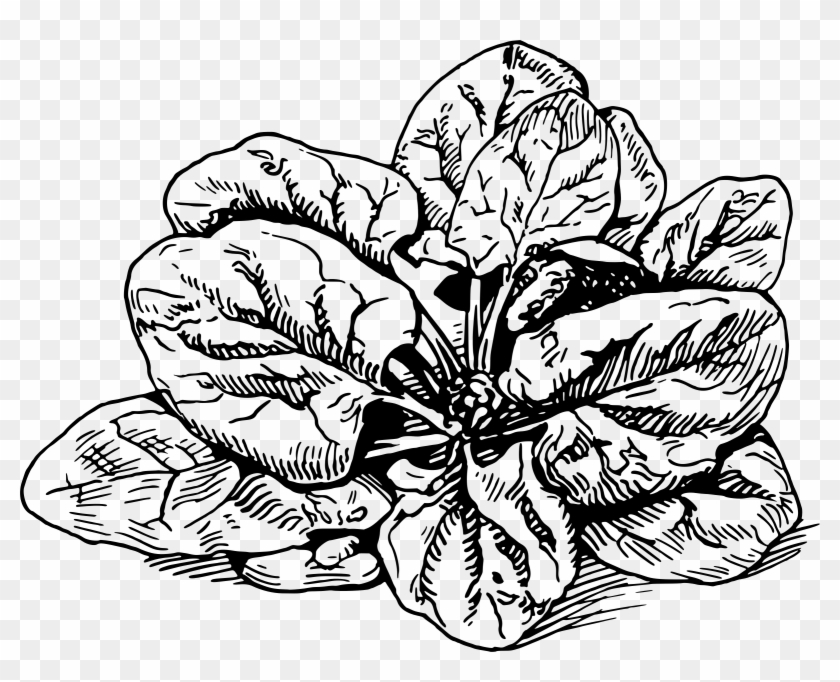 Big Image - Spinach Clipart Black And White #791394