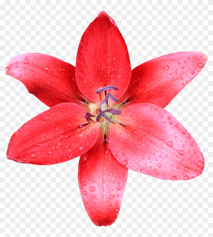 Red Flower Crown Transparent Hazel Maid - Plants #791666