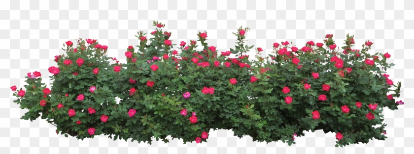 Rose Bush Clipart Flower Bush - Flower Bush Png #791945