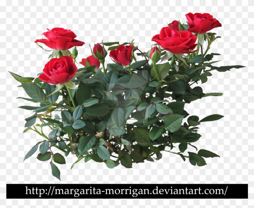 Shrub Roses By Margaritamorrigan On Deviantart - Rose Flower Plant Png #791948