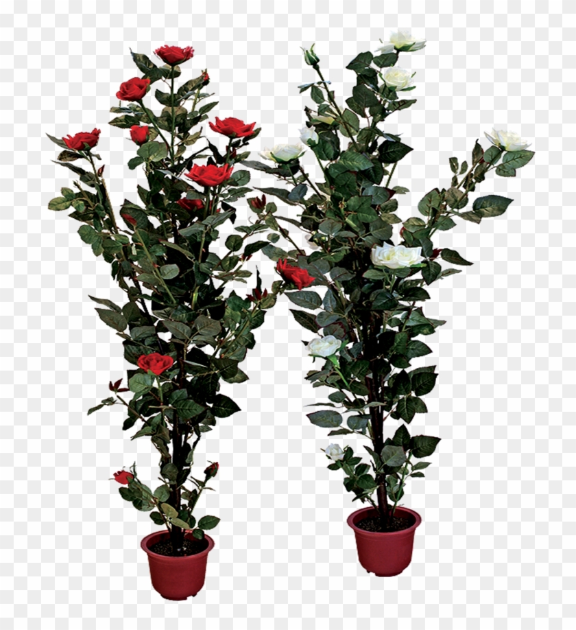 Rose Bush Clipart Shrub Plan - Flower Pot Transparent Png #791952
