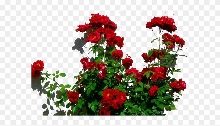 Rose Plant Png - Red Rose Bush Png #791964