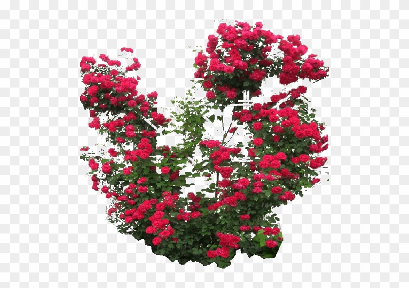 Rose Bush Png Download - Climbing Red Rose Png #791965