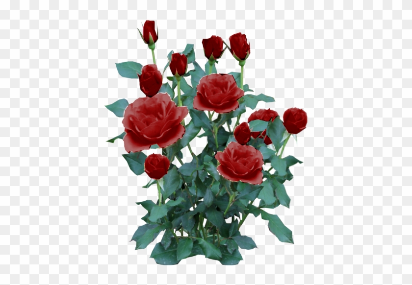 Rose Plant Png - Rose Bush Transparent Background #791967