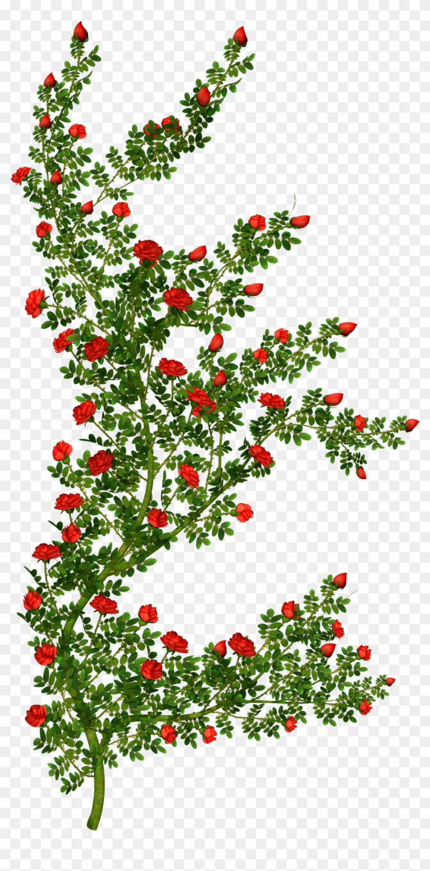 Rose Bush Clipart - Rose Bush Clipart Transparent #791972