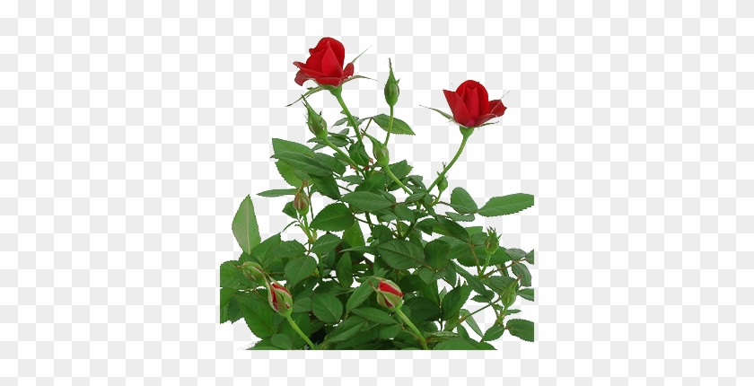 Rose Plant Png - Miniature Red Rose Growing #791974