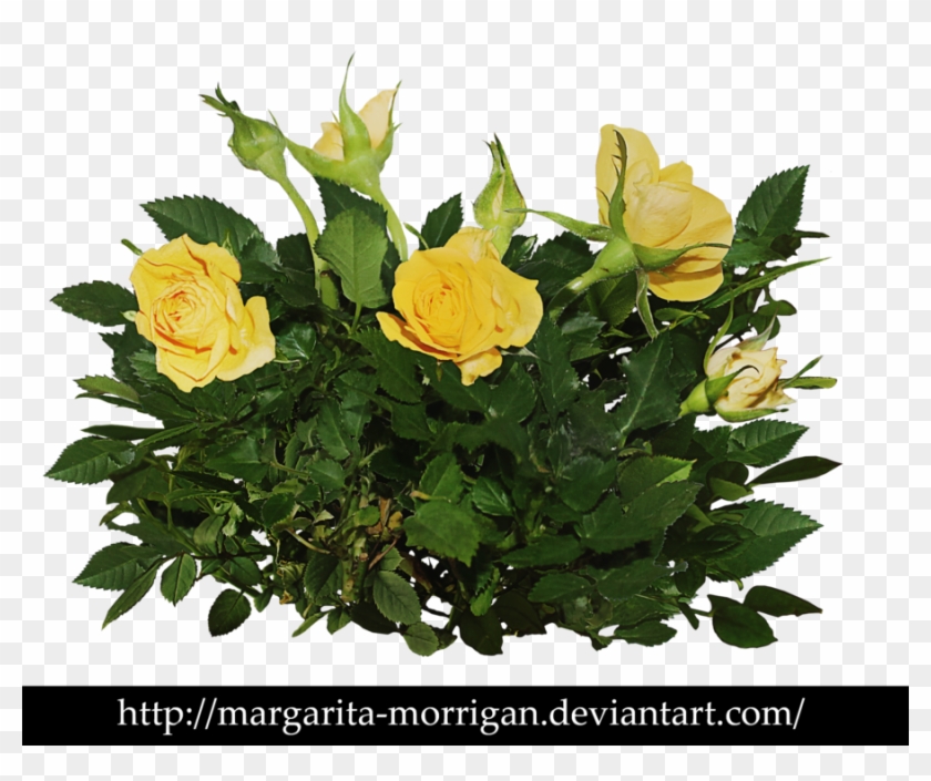 Rose Bush Clipart Shrub Plan - Yellow Rose Bush Png #791976