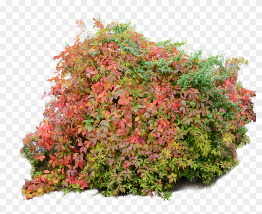 Flower Bush Png Download - Orange Bush Png #791987