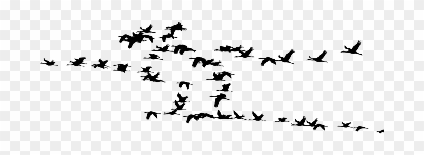 Flock Of Birds Clipart Hans - Bird Migration #792256