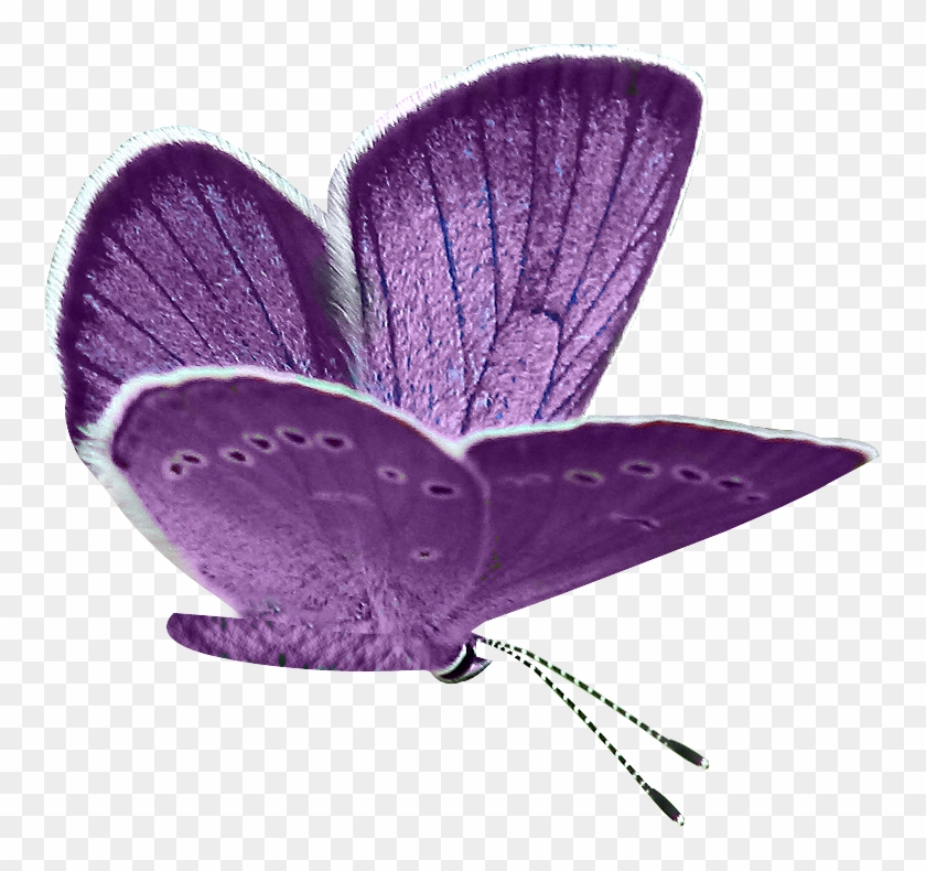 Pin Purple Butterfly Clipart - Butterfly #792422