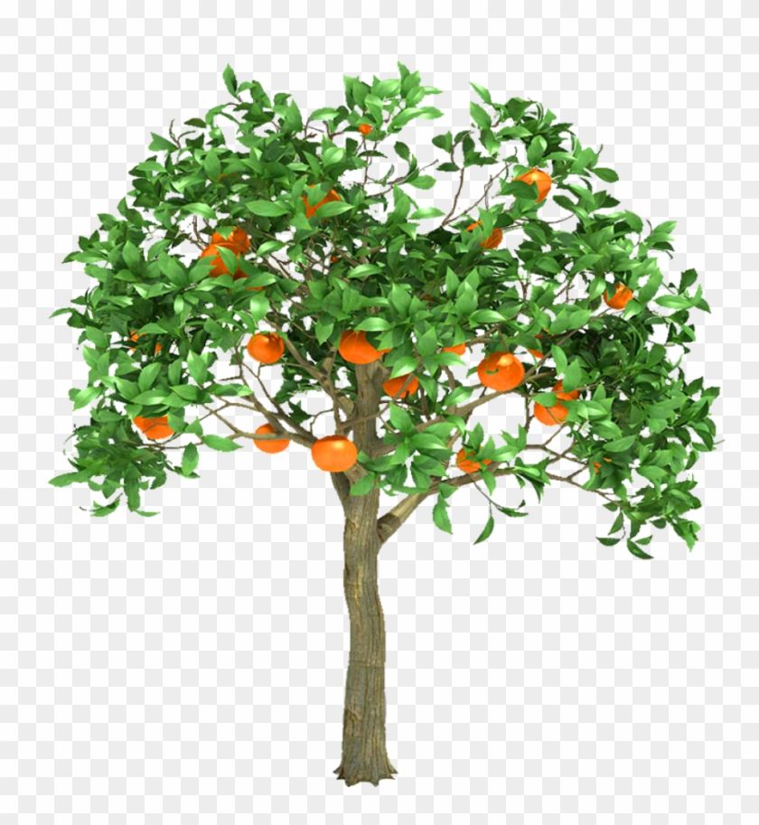 Orange Tree Trans Png By Dementiarunner On Deviantart - Orange Tree #792485