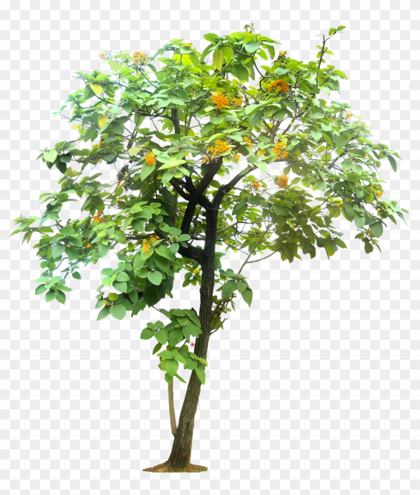 Cordia Sebestena - Tropical Trees For Photoshop #792492