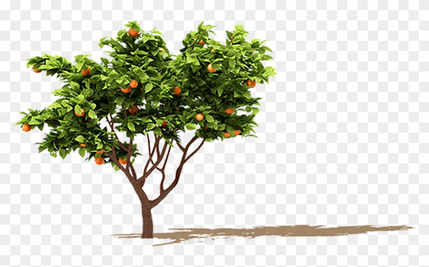 1 Kb, V - Orange Tree Png #792495