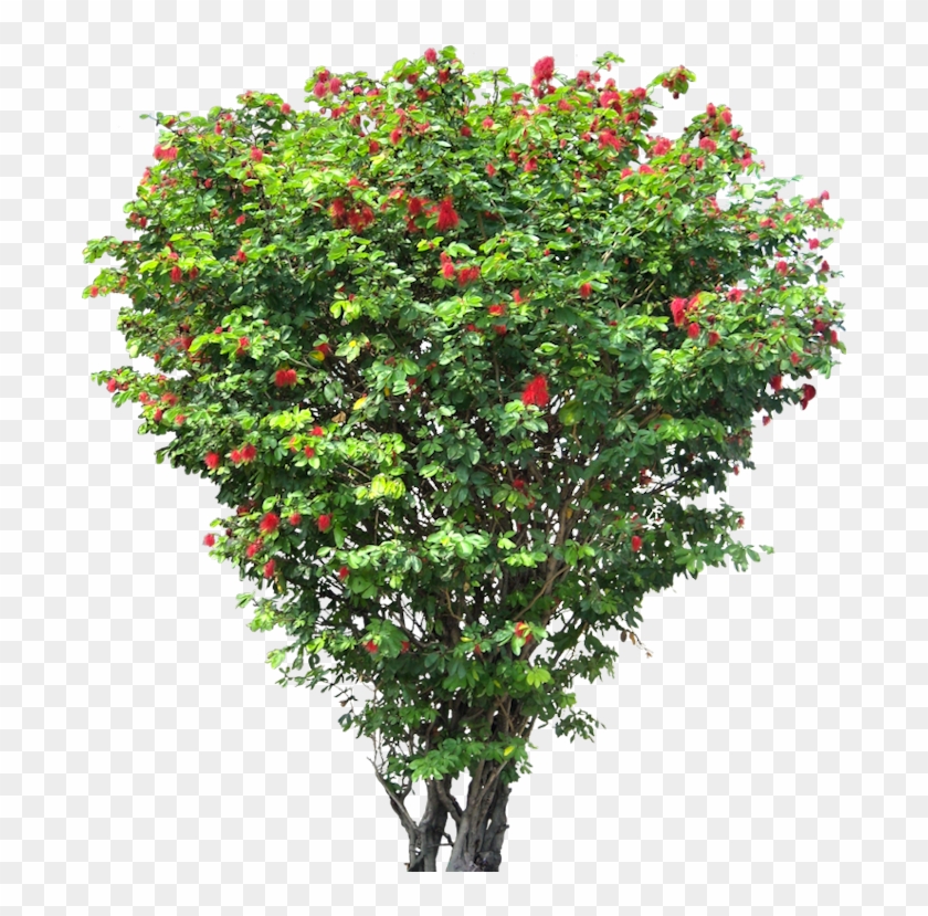 20 Free Tree Png Images - Png Format Flower Tree Png #792531