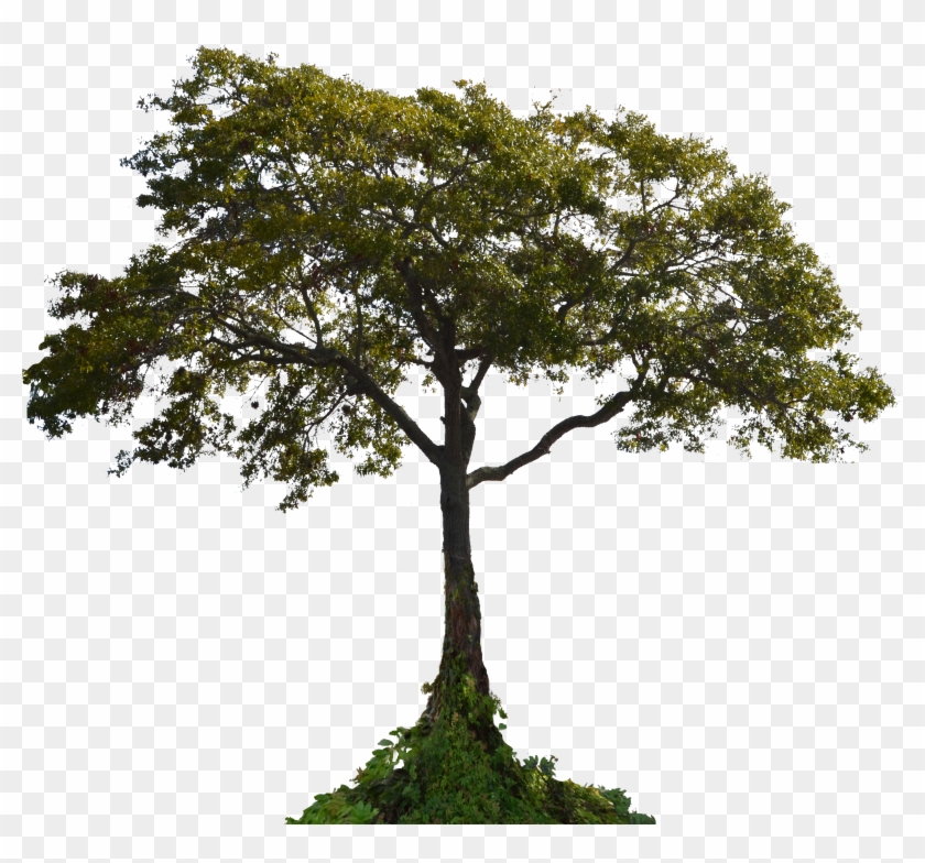Tree No Background - Tree Png #792549