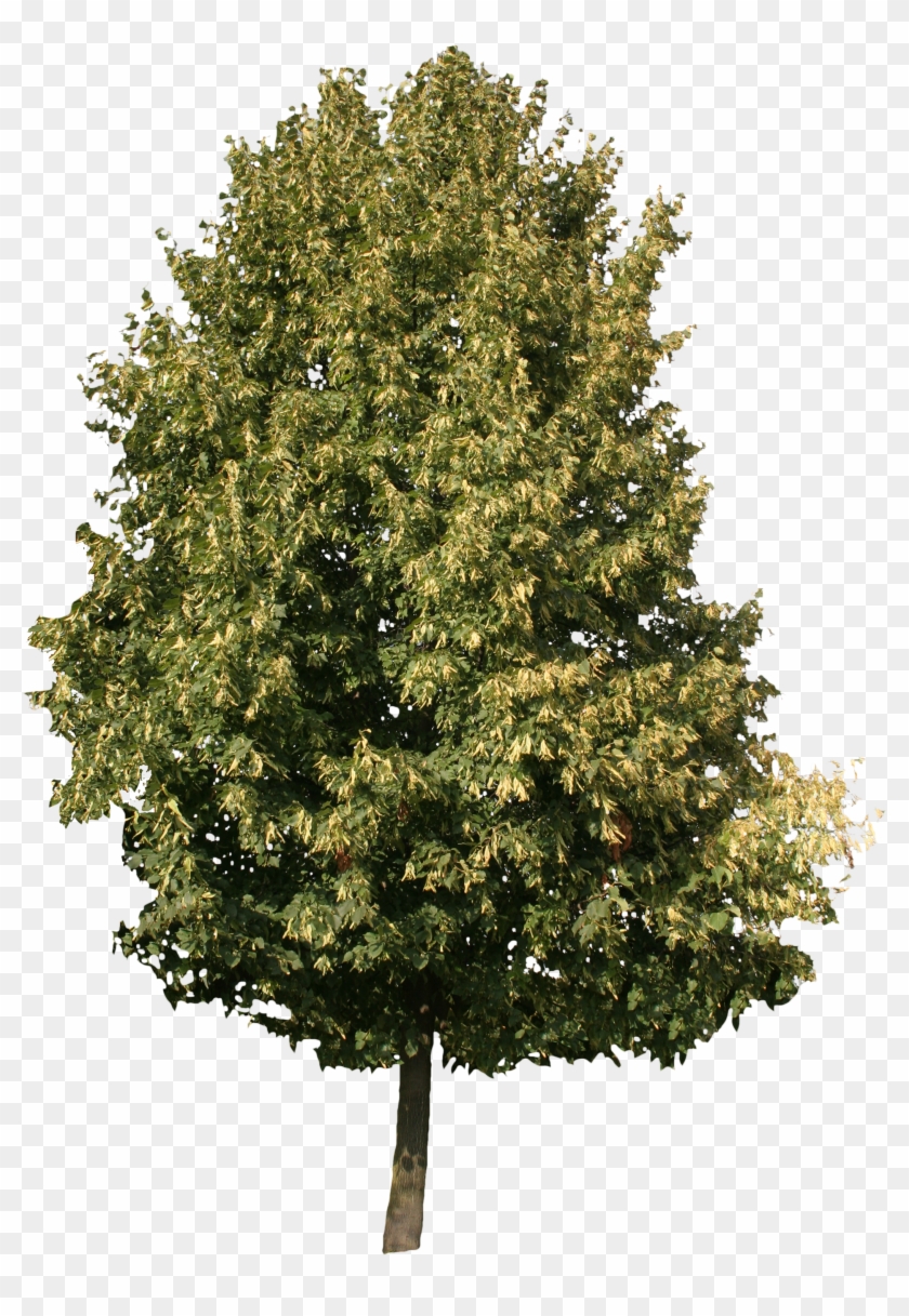 2d Trees - Free Cut Out Trees #792566