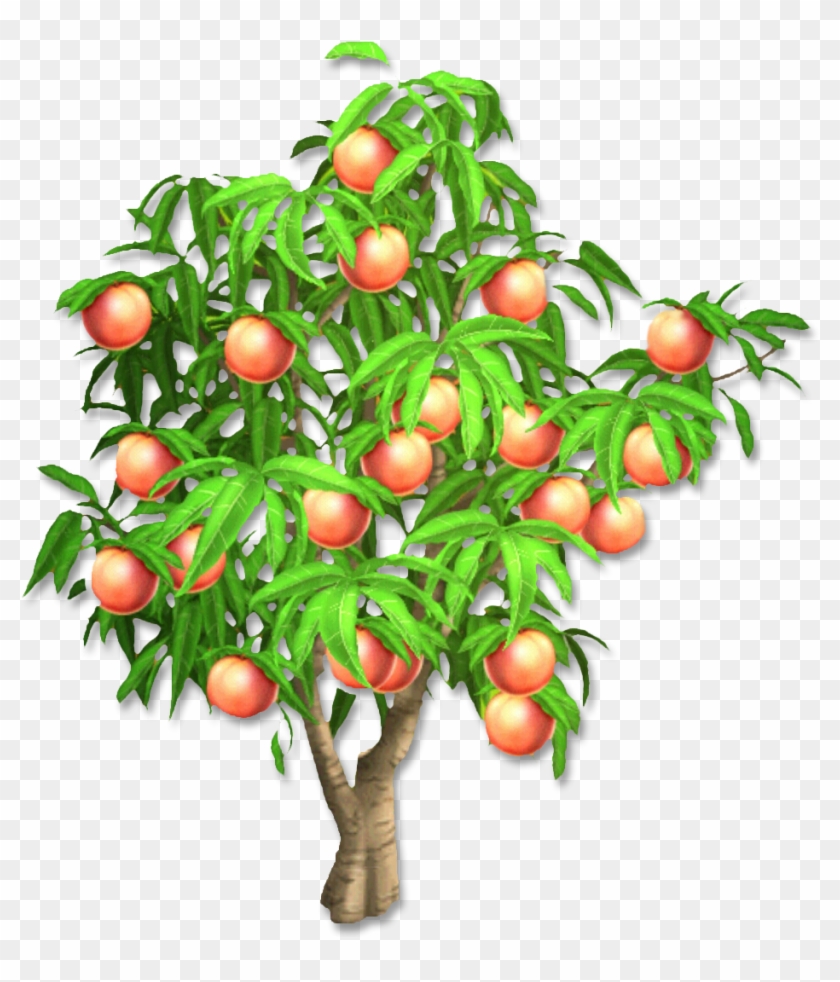 Orange Tree - Orange Tree #792572