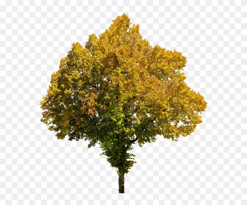 Autumn, Time Of Year, Tree, Leaves, Png, Isolated - Fall Tree Transparent Background #792578