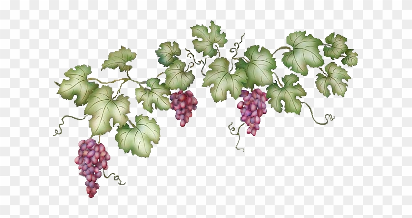 Grapevine - Grape Vines Transparent Background #792590