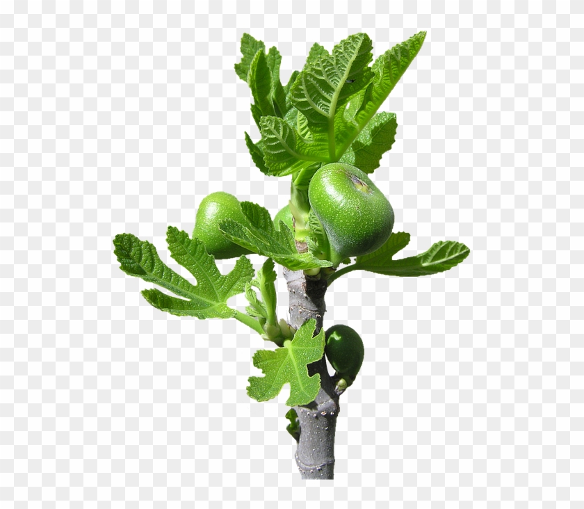 Fig, Buds, Fruit, Tree - Houseplant #792621