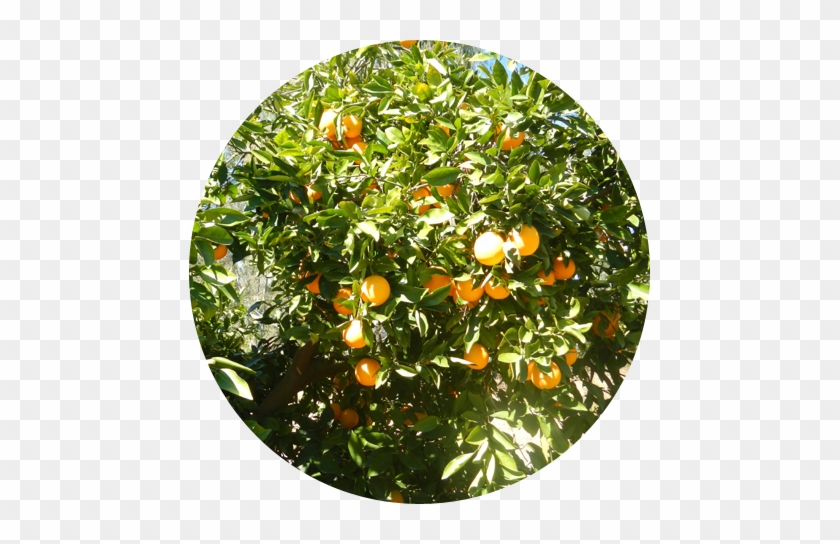 View Of Ripe Fruits Hanging From The Tree - Tangerine #792624