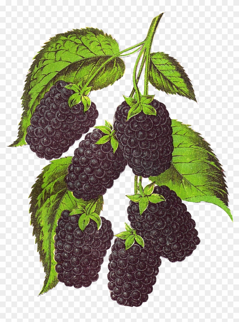 Blackberry Fruit Transparent Background Png - Vintage Fruit Png #792644
