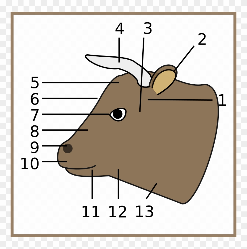 File - Cow, Head-num - Svg - Head Parts Of A Cattle #792774