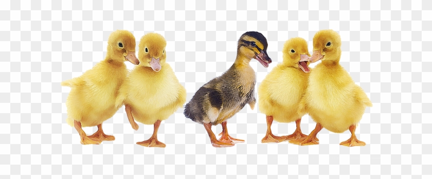 Duck And Ducklings Png #792854
