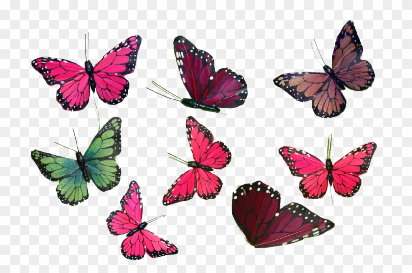 Butterfly Collection Png Stock Photos 0043 Copy 2 By - Butterfly Collection Png #792862