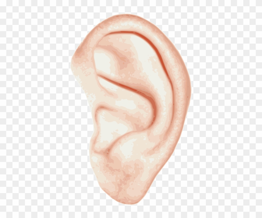 Ear Anatomy Inner Ear Hearing Clip Art - Ухо Png #792914