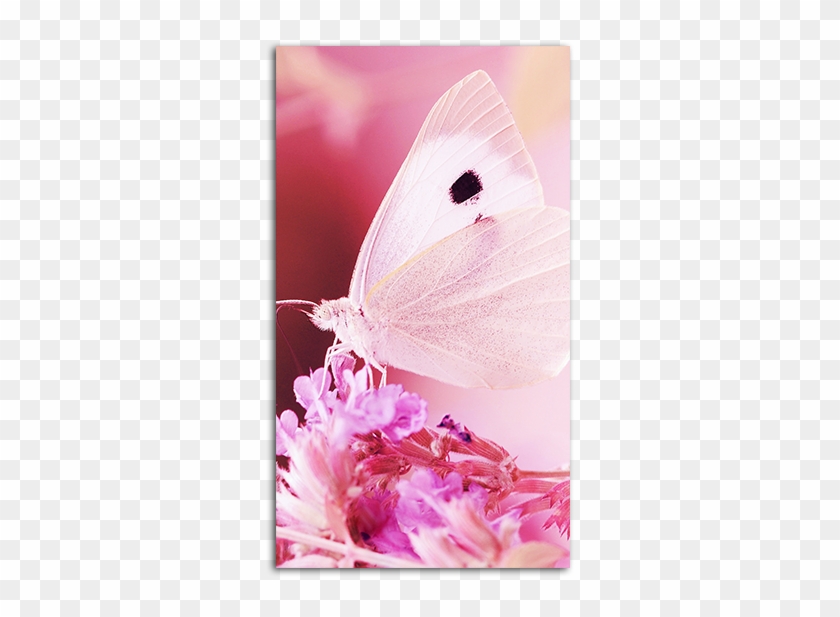 Gallery Of Pink Butterfly Wallpaper Mobile - Beauty Begins The Moment You Decide #792950