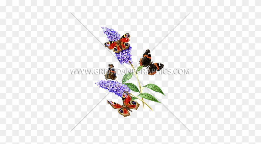 Butterflies & Flowers - Vanessa Atalanta #793011