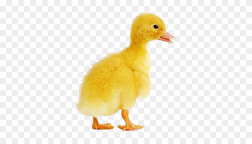 Baby Duck - Imagenes Png De Animales #793137