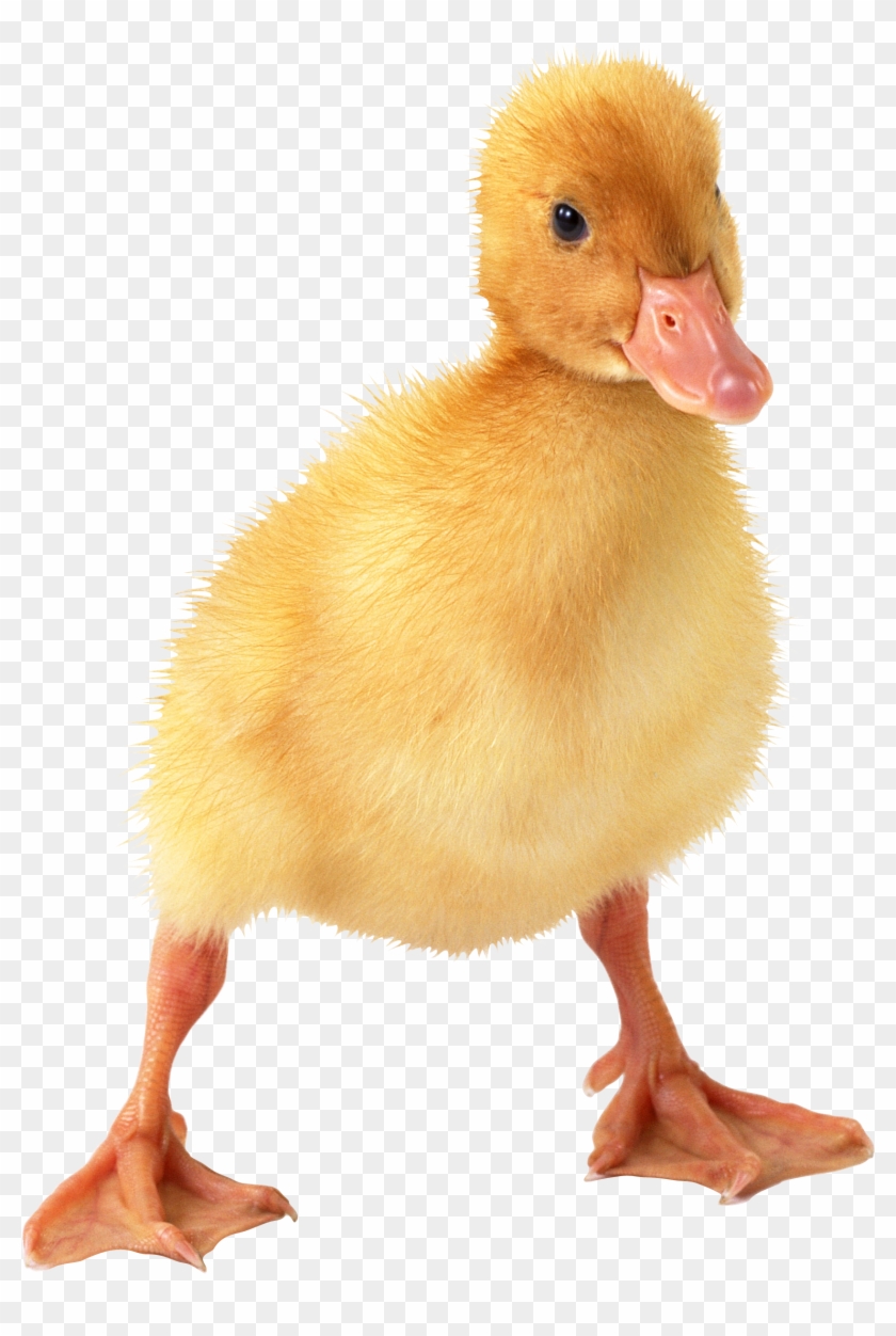 Little Duck Png Image - Duckling Png #793154