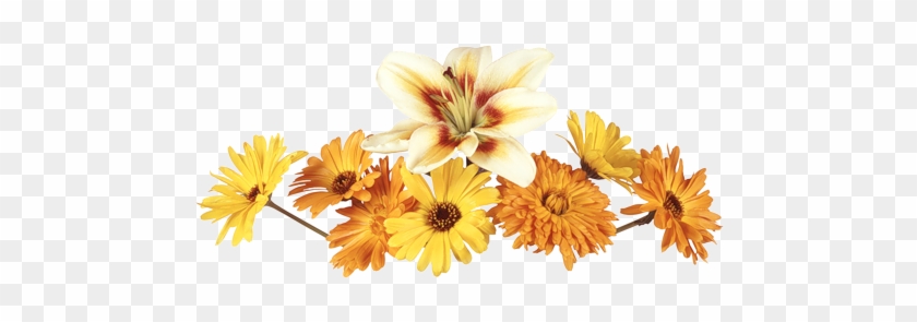 Image - Orange Flower Dividers Png #793415