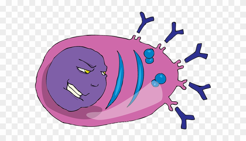 B-lymphocyte Became The Plasmatic Cell And Produces - Plasmatic Cell #793430