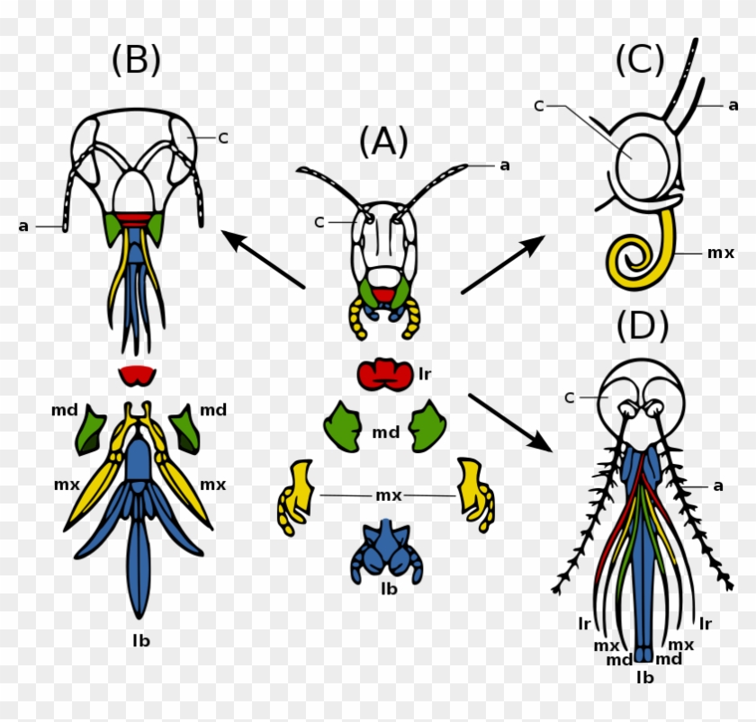 Evidence of common descent wikiwand insect mouthparts full size png