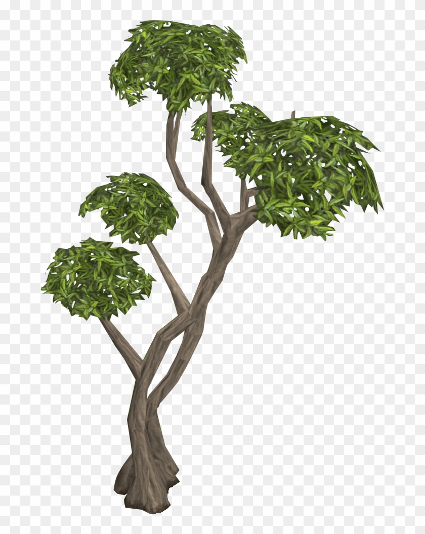 Acagi - Eucalyptus Tree #793582