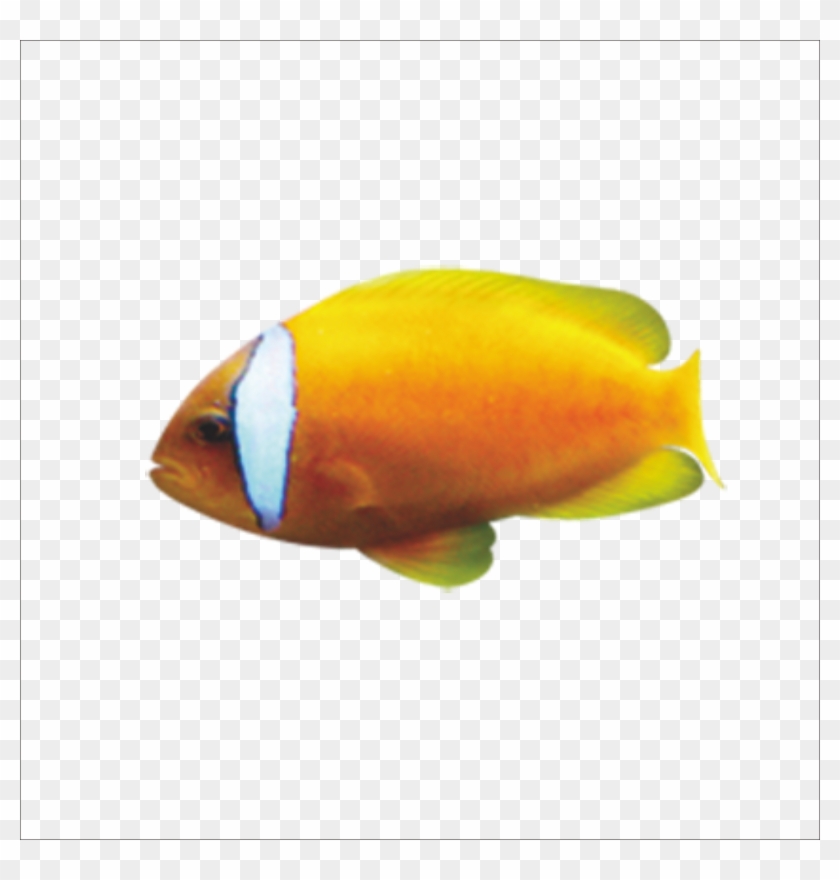 Goldfish Cartoon - Cartoon Fish - Goldfish Cartoon - Cartoon Fish #793776