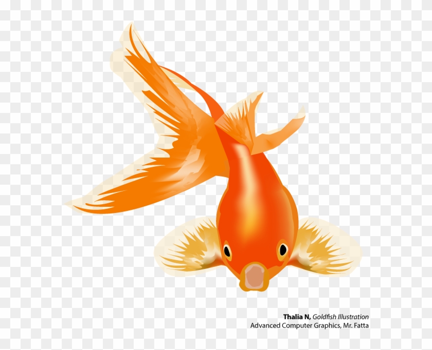 Fish Goldfish Thalian - Goldfish Vector Png #793810