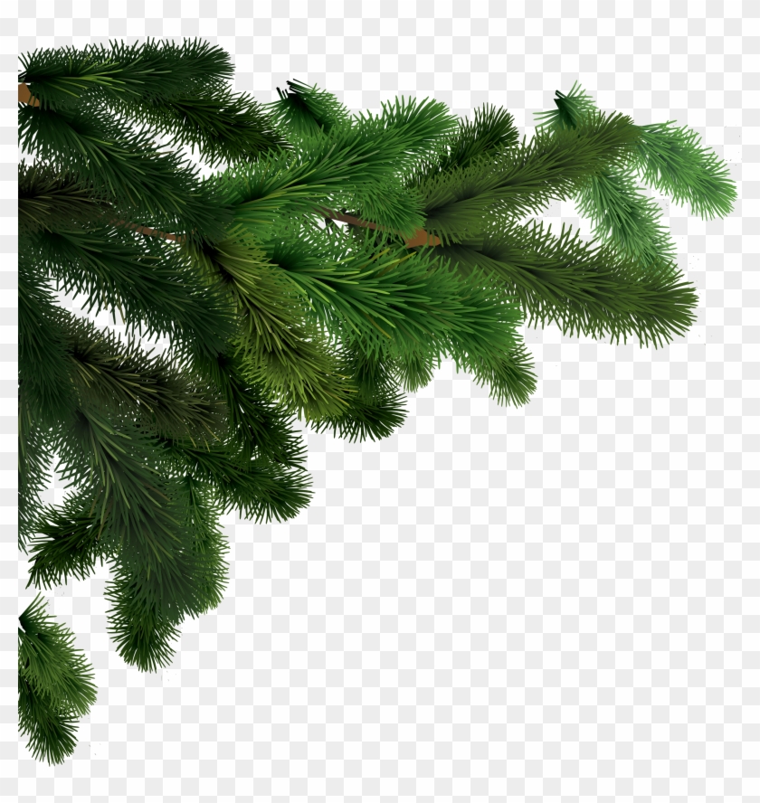 Fir Branches Png #794544