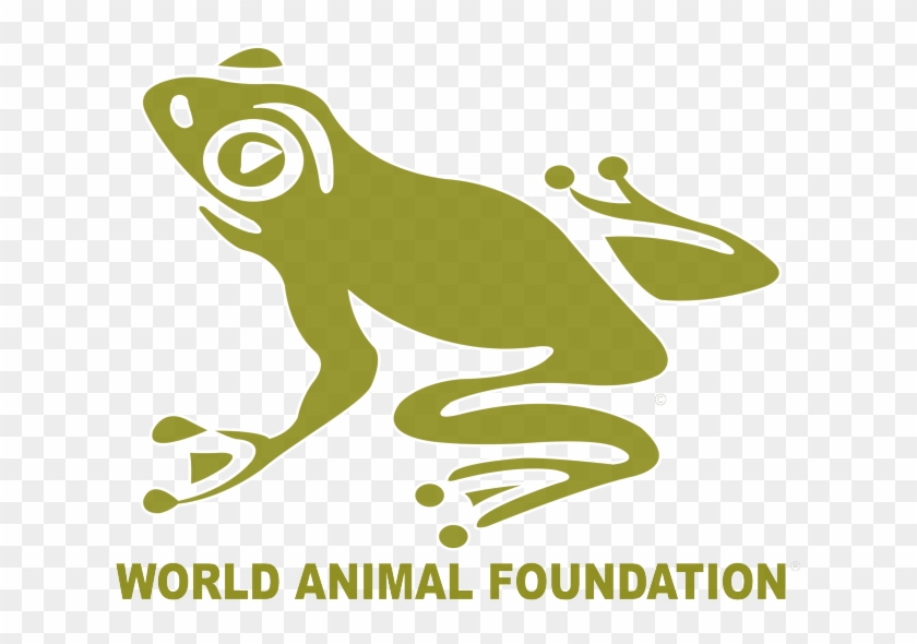 Non Profit Organizations For Animals #795044