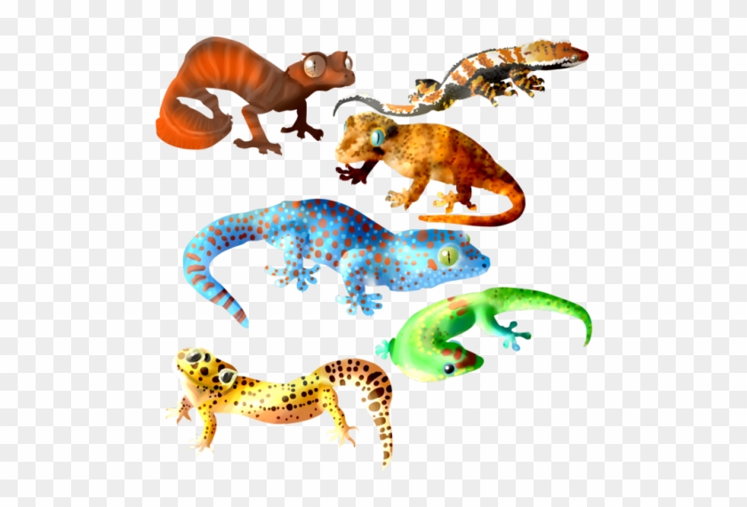 So Many Shiny Geckos - Wall Lizard #795626
