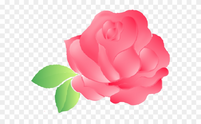 Rose1 - Garden Roses #795834