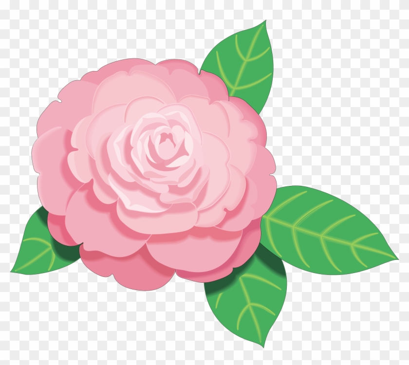 Pink Flowers Clip Art - Camellia Flower Clip Art #795887