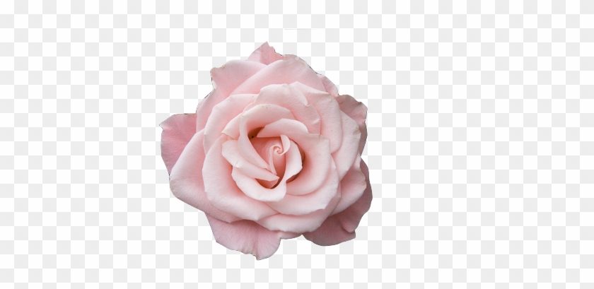 Board, Pink - Pale Rose #795923