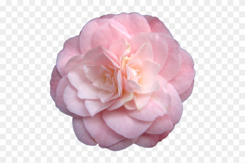 Camellia Japonica - Pastel Flower Tumblr Transparent #795924
