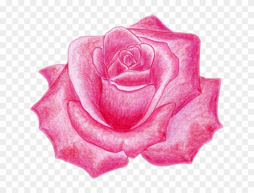 Draw A Rose #795926