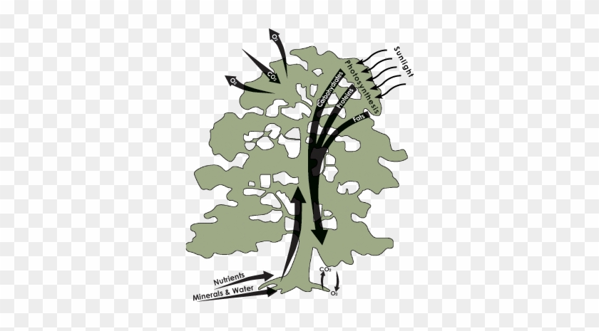 Soil Tree-cycle - Maidenhair Tree #795966