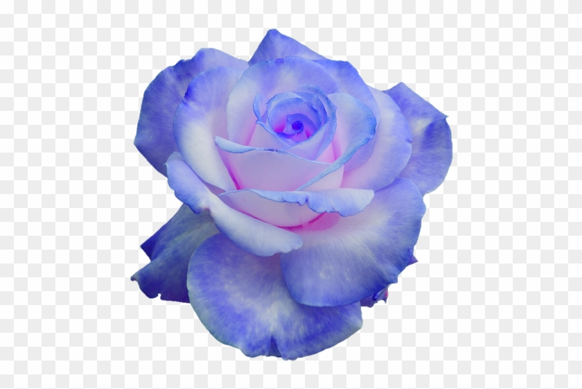 How - Pink And Blue Flowers Transparent #795970